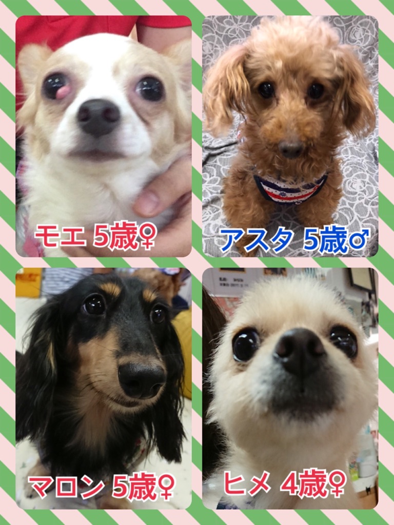 🐾今日の里親様募集中ワンコ🐶メンバー🐾2018,7,23